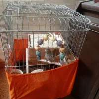 پرنده عروس هلندی|پرنده|تهران, سبلان (لشگر)|دیوار