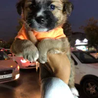 توله سگ شیتزو کراس عروسکی|سگ|تهران, دهکده المپیک|دیوار