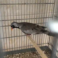 جفت ابلغ تک خال با یه جفت ناماکوا|پرنده|شیراز, شهرک مدرس|دیوار