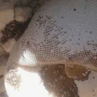 عسل صخره ایلام آبدانان|خوردنی و آشامیدنی|آبدانان, |دیوار