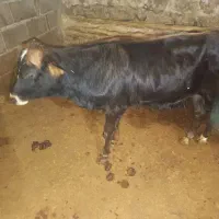 یک عدد گوساله نر ودوعدد ماده