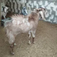 پازن نر جوان