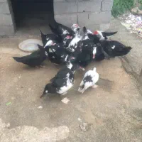 اردک اسرائیلی