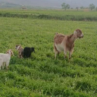 بز بزغاله دار سه قلوه