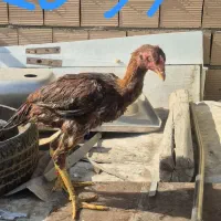 خروس لاری و مرغ لاری|حیوانات مزرعه|پاکدشت, پاکدشت (مامازند)|دیوار