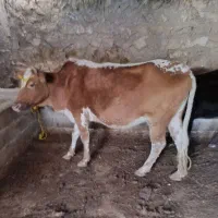 گاو و گوساله