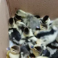 جوجه اردک روسی و جوجه غاز