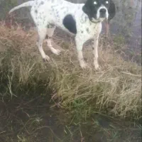 توله سگ شکاری اینگلیسی