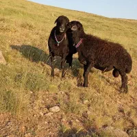 قوچ تعضمینی