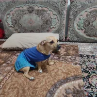 سگ 1ساله