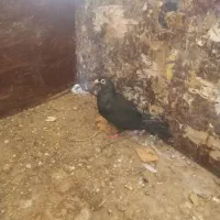 کفتر جوجه کشی