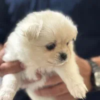 توله سگ پامرانین اصیل با شناسنامه و گواهی سلامت ا|سگ|رفسنجان, |دیوار