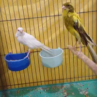 قناری|پرنده|فریم, |دیوار