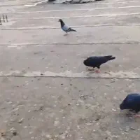 فروش کبوتر10عدد|پرنده|یاسوج, |دیوار