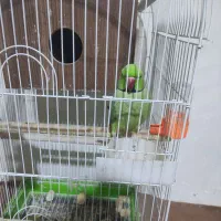 طوطی ملنگو مولد|پرنده|نجفآباد, فرخی|دیوار