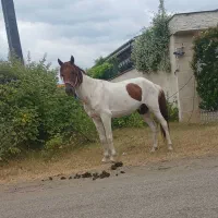 اسب سال ۷ سواری و باری