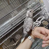 دنیای برزیلی / عروس هلندی ورق بزنید|پرنده|تهران, پرستار|دیوار