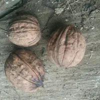 گردو روغنی