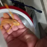 کت آلبینیو و بلو آیز|ماهی|تهران, تولید دارو|دیوار