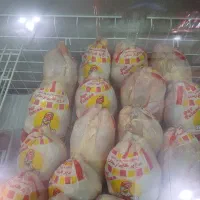 مرغ گرم فله