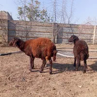 دو عدد بره نر قوچی افشار جنس بالا 5ماهه|حیوانات مزرعه|تاتار علیا, |دیوار