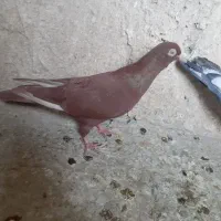 سرخ ماده نر