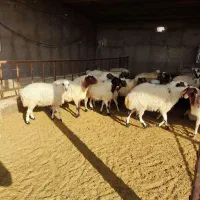 میش جوان داشتی