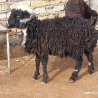 یک راس بره نر خوشتپ نگهداری وقربانی