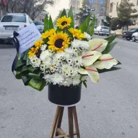 تاج گل مشهد|گل و گیاه طبیعی|مشهد, شهید رضوی|دیوار