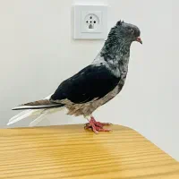 ماده کوهی دمسفید چاپی|پرنده|اهواز, سپیدار|دیوار