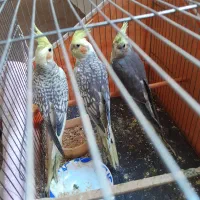 سه عدد عروس هلندی