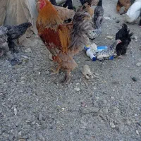 مرغ وخروس پرها ما ۲۰عدد وقتی به ۴ماه می‌شوند