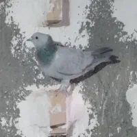 ماده سبزکلاغ وسبزدودی کلایی۲۵۰|پرنده|زرند, |دیوار