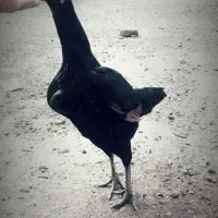 مرغ لاری تاوسی تخمی