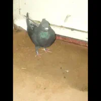 کبوتر دم سفید