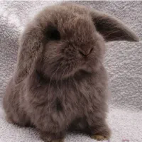 خرگوش لوپ قهوه‌ای