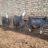 ۳ راس بز آبستن سنگین کبود|حیوانات مزرعه|پیشوا, |دیوار