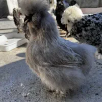 مرغ ابریشمی اوپال اصل