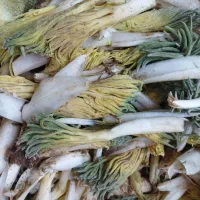 کما تازه|خوردنی و آشامیدنی|بیرجند, |دیوار