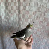 جوجه سرلاکی طوطی عروس هلندی|پرنده|آمل, |دیوار