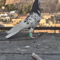 یال سیاه|پرنده|شیراز, تل حسین‌آباد|دیوار