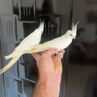 عروس هلندی البینو خالص دوکت وایت فیس