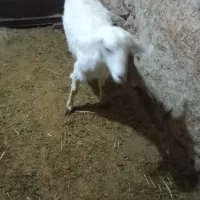 بز سانی|حیوانات مزرعه|همدان, |دیوار