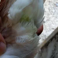 کبوتر شازده سرخ نر|پرنده|رشت, پورسینا|دیوار