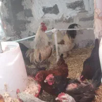 مرغ و خروس گلین برهما رسمی قاطی هم