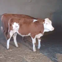 گوساله ماده