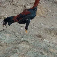 جوجه برزیلی|پرنده|کلاترزان, |دیوار