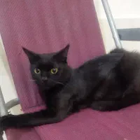 واگذاری رایگان گربه|گربه|شیراز, شیخ علی چوپان|دیوار