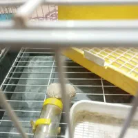 قفس خرگوش با لوازم جانبی در حد نو