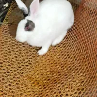 خرگوش چشم قرمز|موش و خرگوش|آبپخش, |دیوار